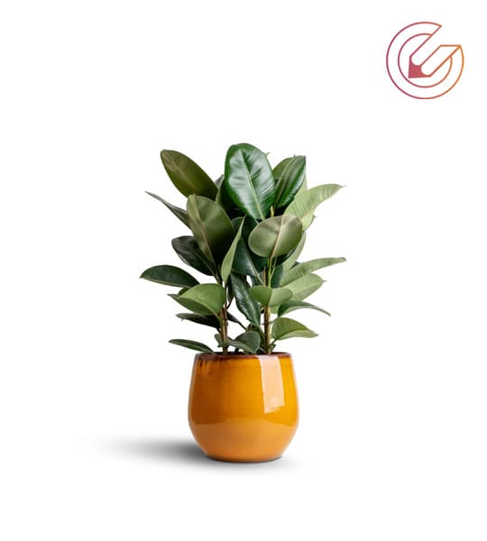 Live Plants